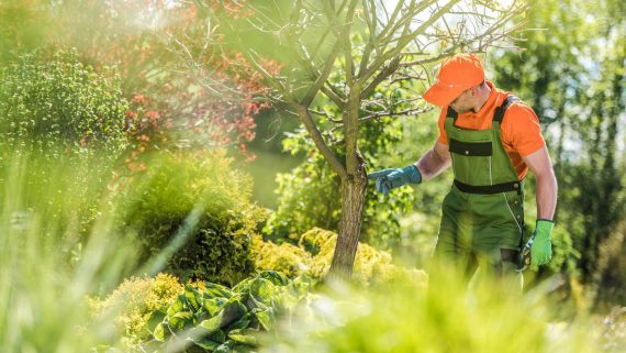 Tree health care man inspecting a plant