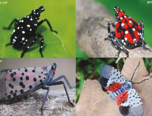 Getting Rid of Spotted Lanternfly Infestations