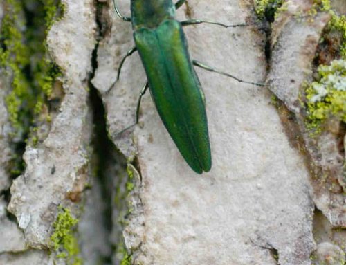 What to do About Emerald Ash Borer Beetle Infestations?