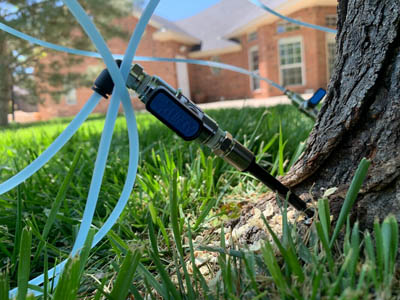 fertilization Injection into the root of the tree.