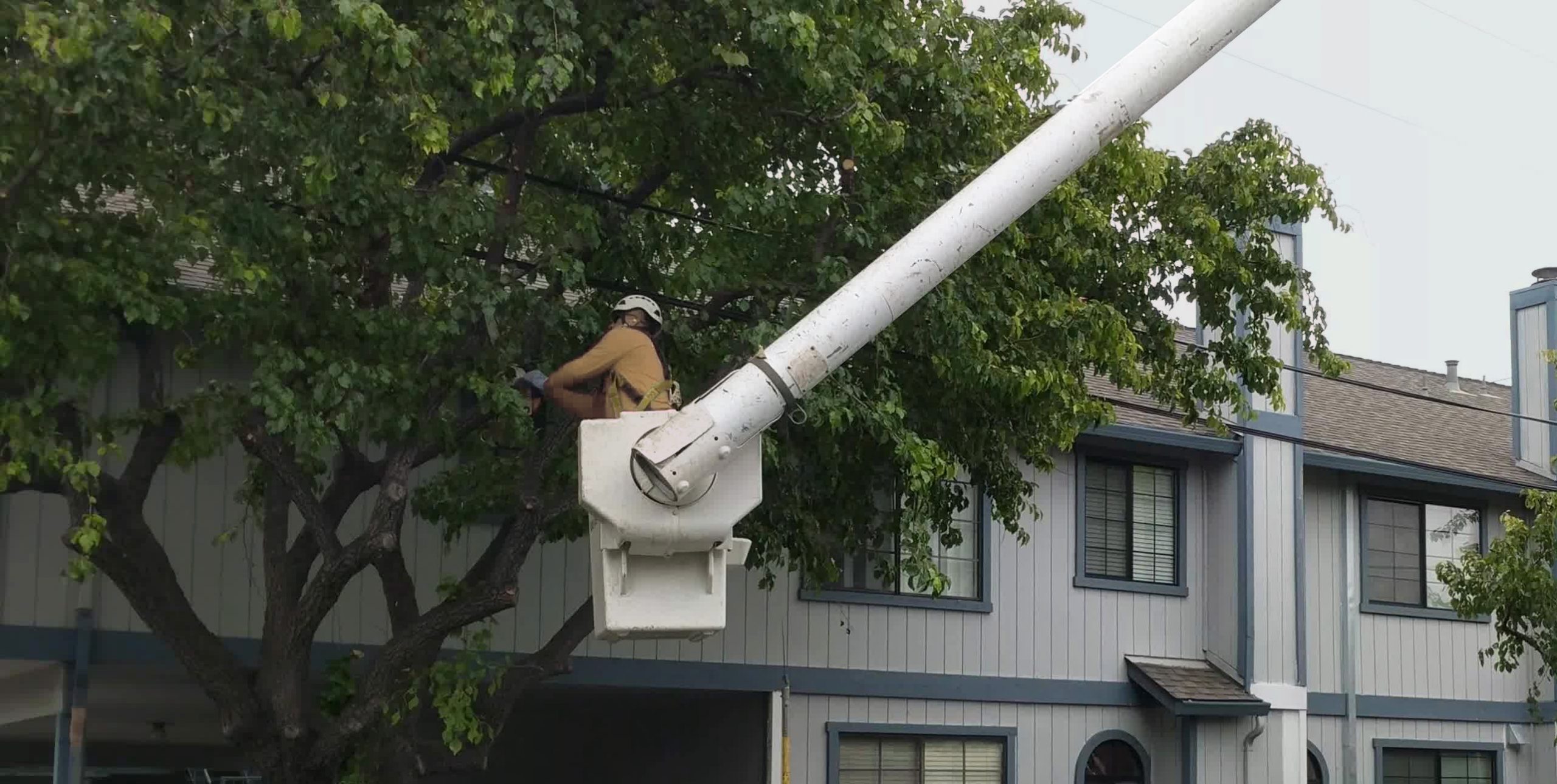 pell-tree-trimming An arborist trimming a tree from a bucket truck.