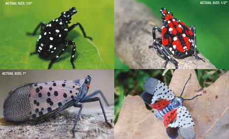 Spotted Lanterfly at various stages of development