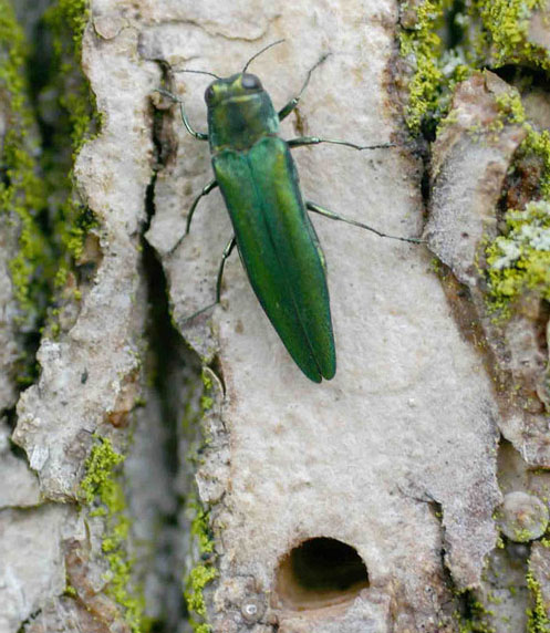 Emerald Ash Borer Beetle Infestations