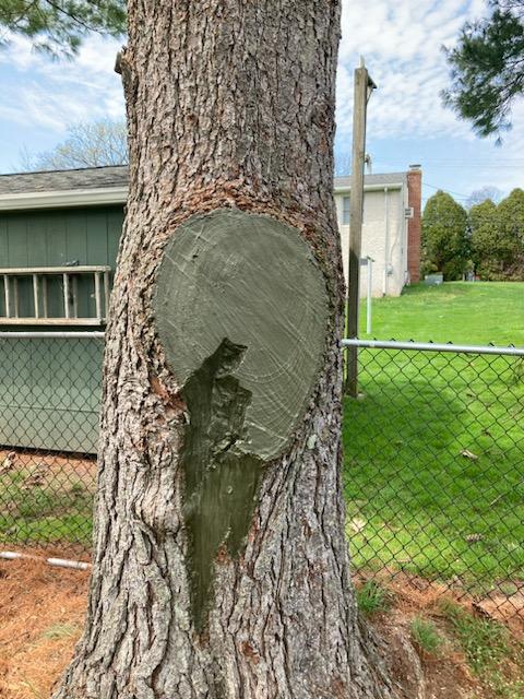 False Bark Treatment applied to a tree.